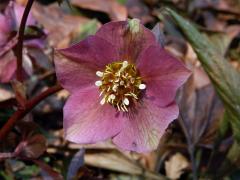 Čemeřice nachová (Helleborus purpurascens W. et K.)