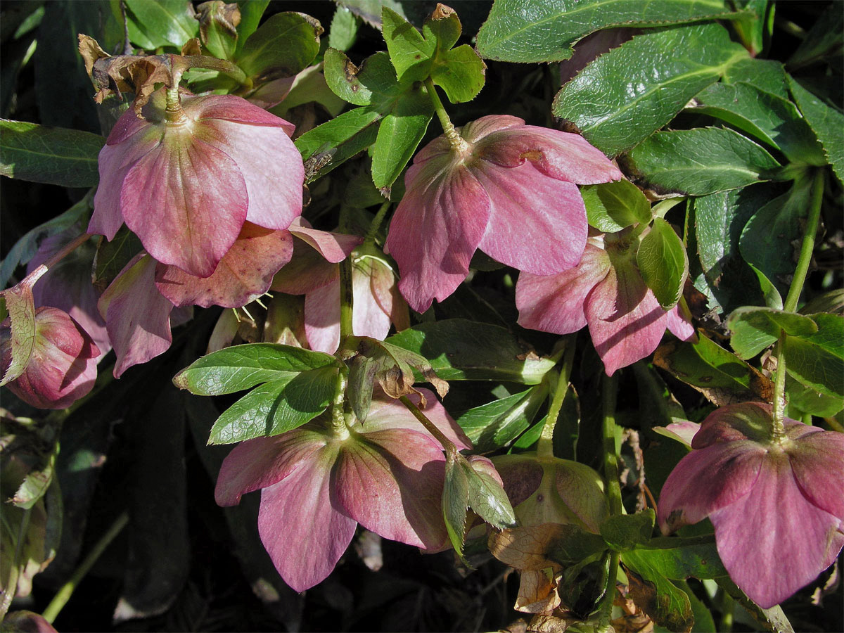 Čemeřice nachová (Helleborus purpurascens W. et K.)