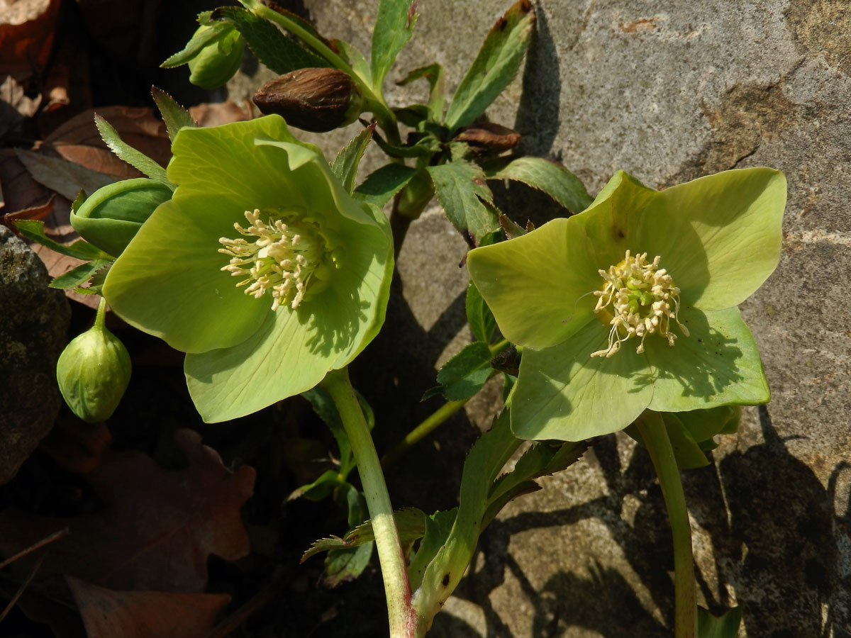 Čemeřice zelená (Helleborus viridis L.)