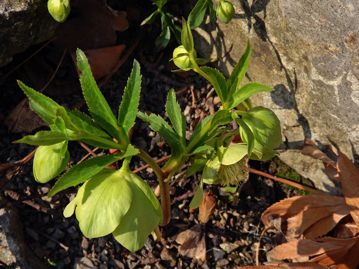 Čemeřice zelená (Helleborus viridis L.)