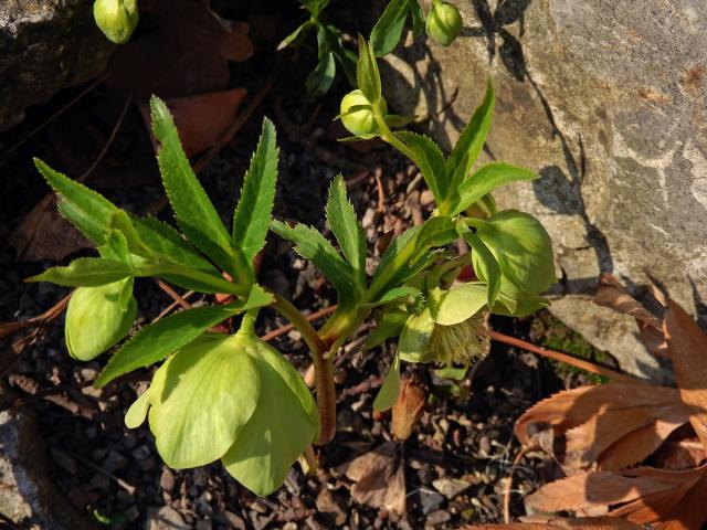 Čemeřice zelená (Helleborus viridis L.)