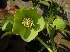 Čemeřice zelená (Helleborus viridis L.)