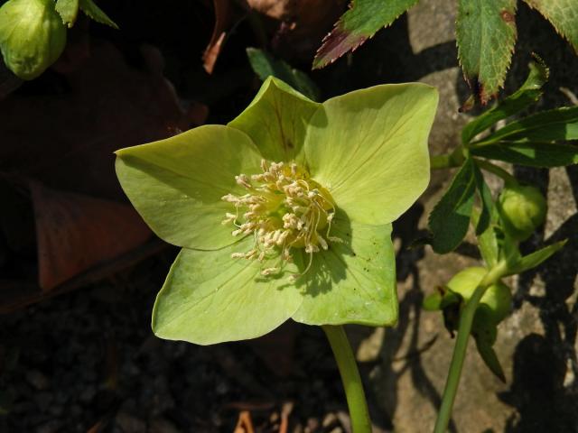 Čemeřice zelená (Helleborus viridis L.)