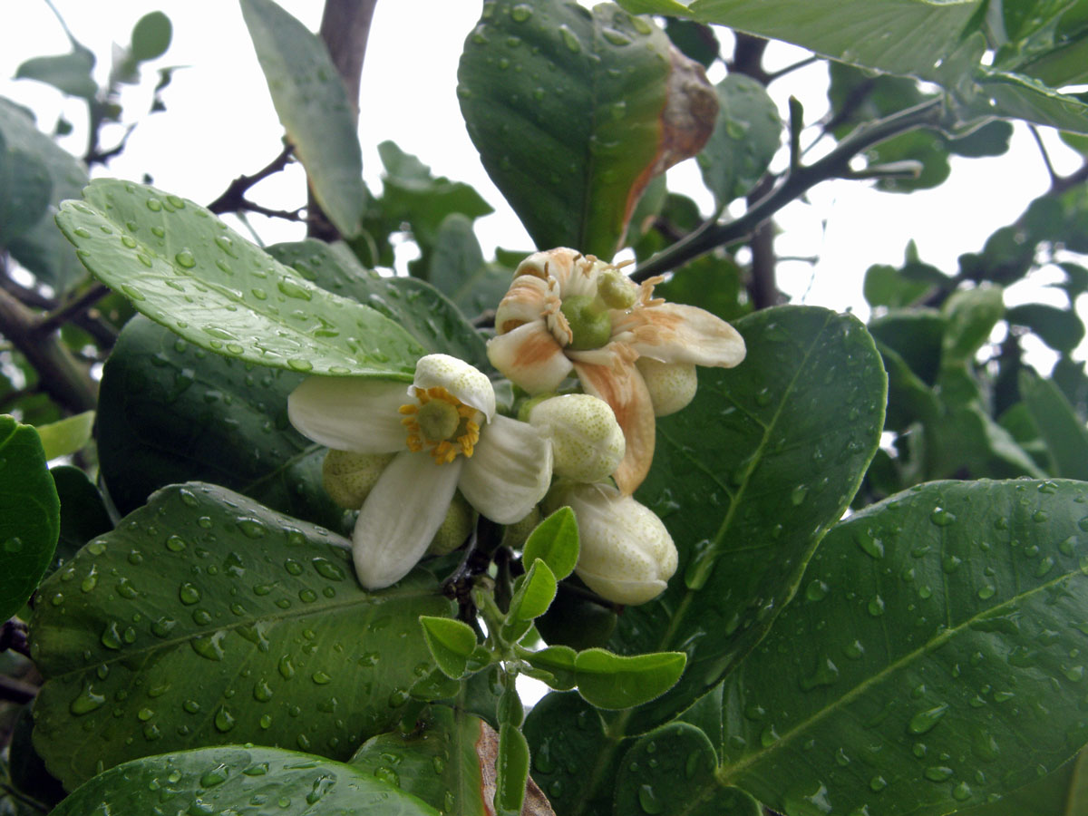 Pomelo (Citrus maxima (Burm.) Merr.)