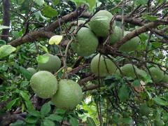 Pomelo (Citrus maxima (Burm.) Merr.)