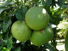 Pomelo (Citrus maxima (Burm.) Merr.)