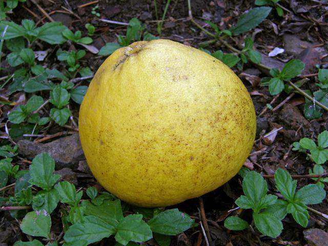 Pomelo (Citrus maxima (Burm.) Merr.)