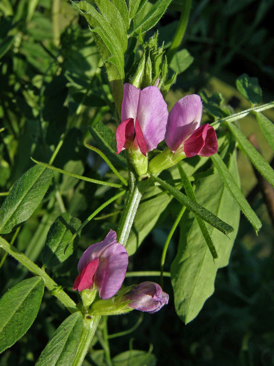 Vigna zlatá (Vigna radiata (L.) R. Wilczek)