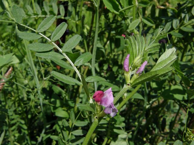 Vigna zlatá (Vigna radiata (L.) R. Wilczek)