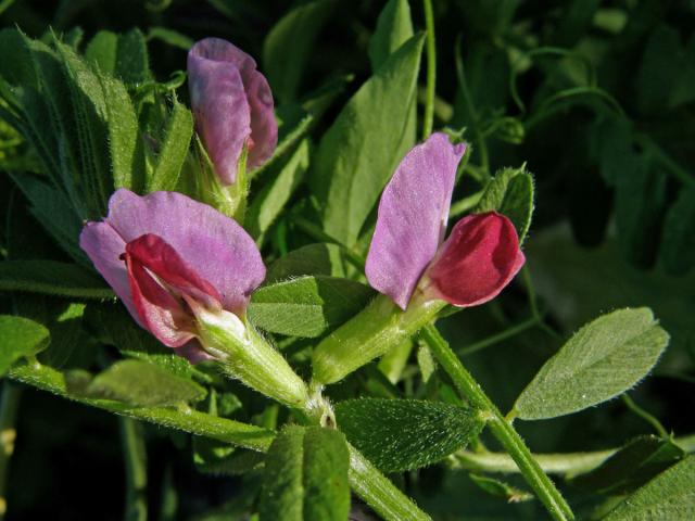 Vigna zlatá (Vigna radiata (L.) R. Wilczek)