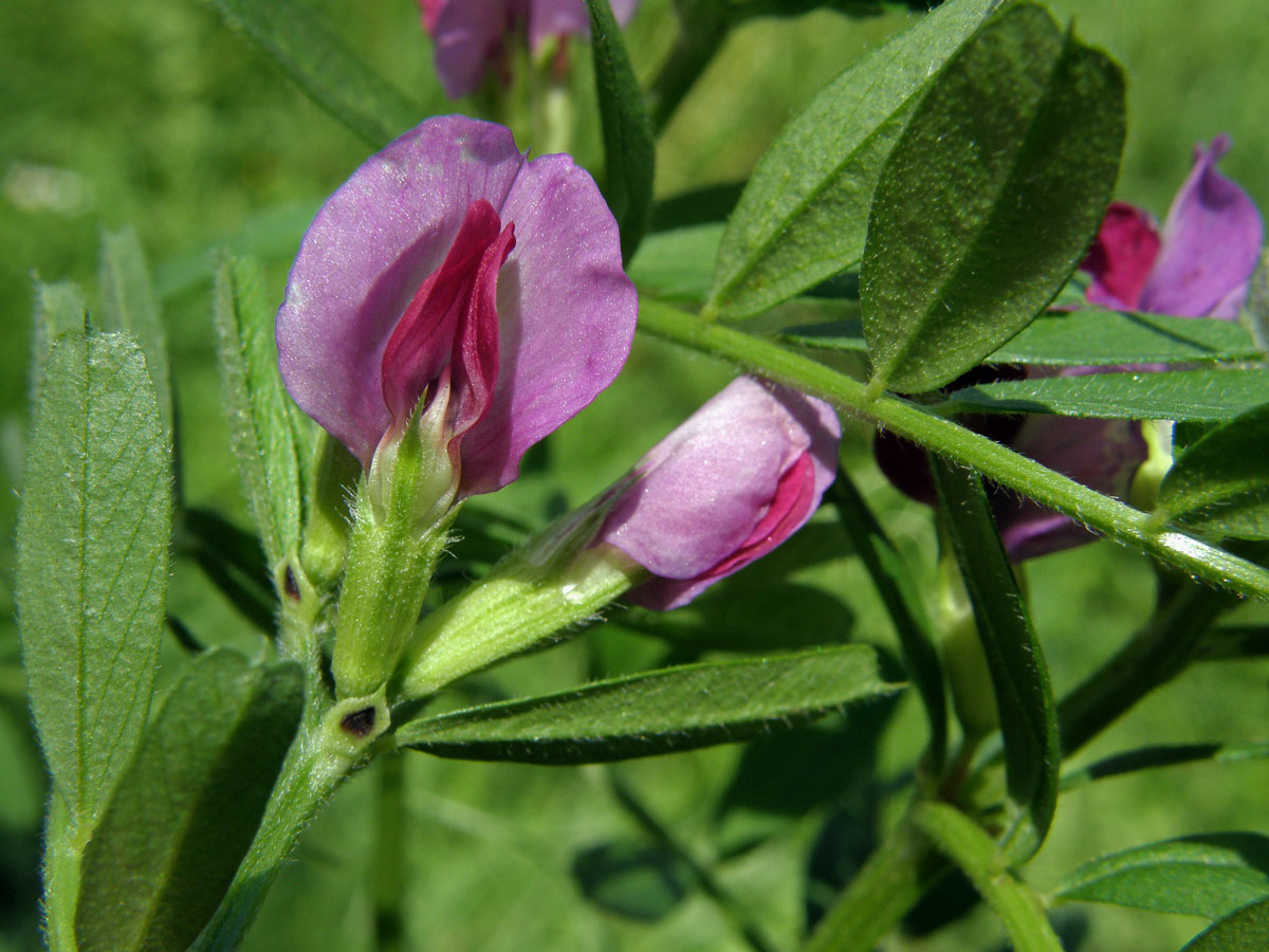 Vigna zlatá (Vigna radiata (L.) R. Wilczek)