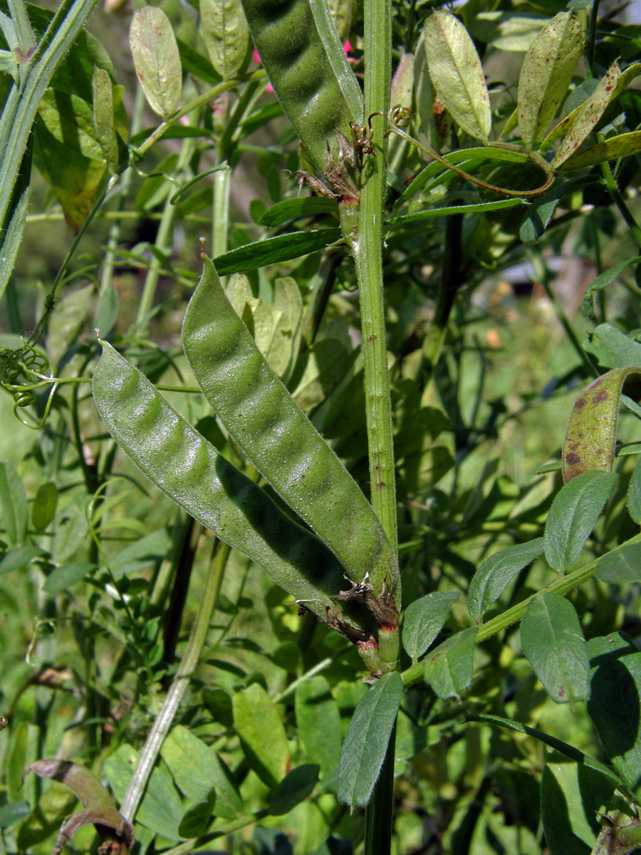 Vigna zlatá (Vigna radiata (L.) R. Wilczek)