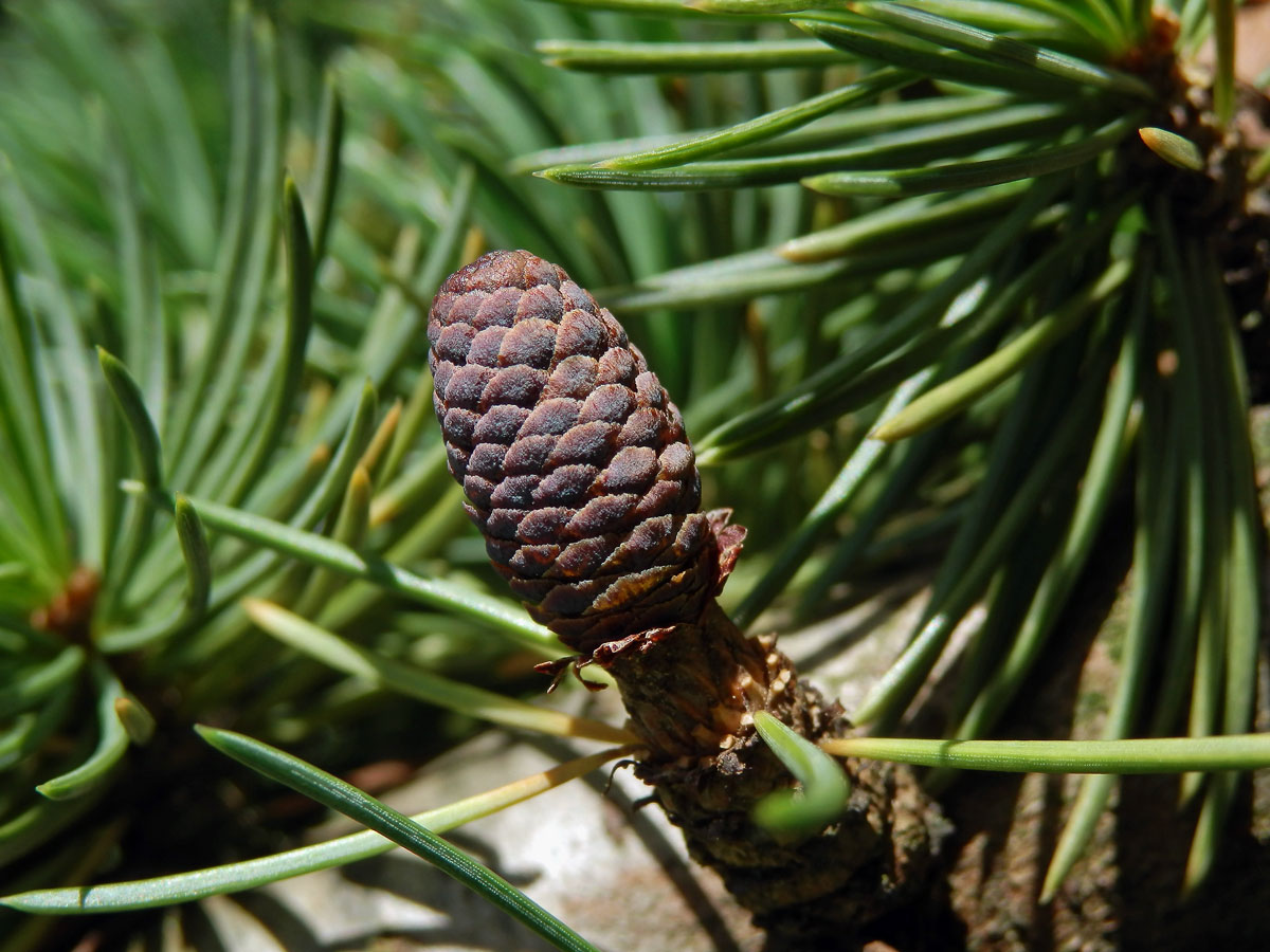 Cedr libanonský (Cedrus libani A. Rich.)