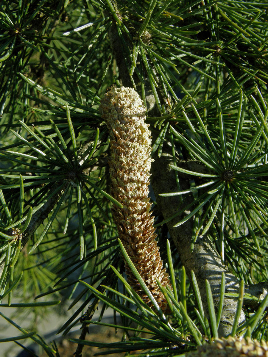 Cedr libanonský (Cedrus libani A. Rich.)