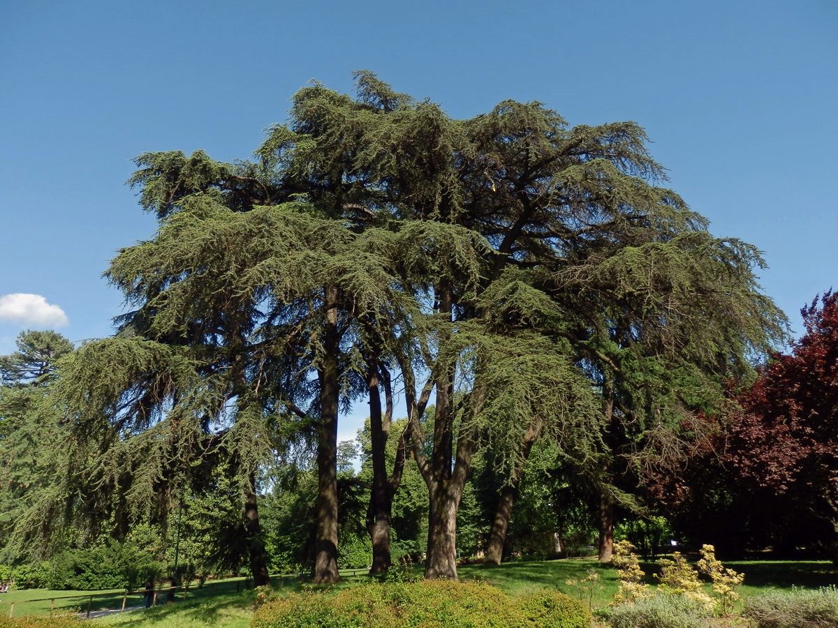 Cedr libanonský (Cedrus libani A. Rich.)