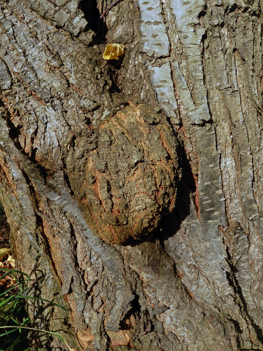 Třešeň ptačí (Prunus avium (L.) L.) (22) s nádorem na kmeni