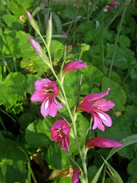 Mečík polní (Gladiolus italicus Mill.)