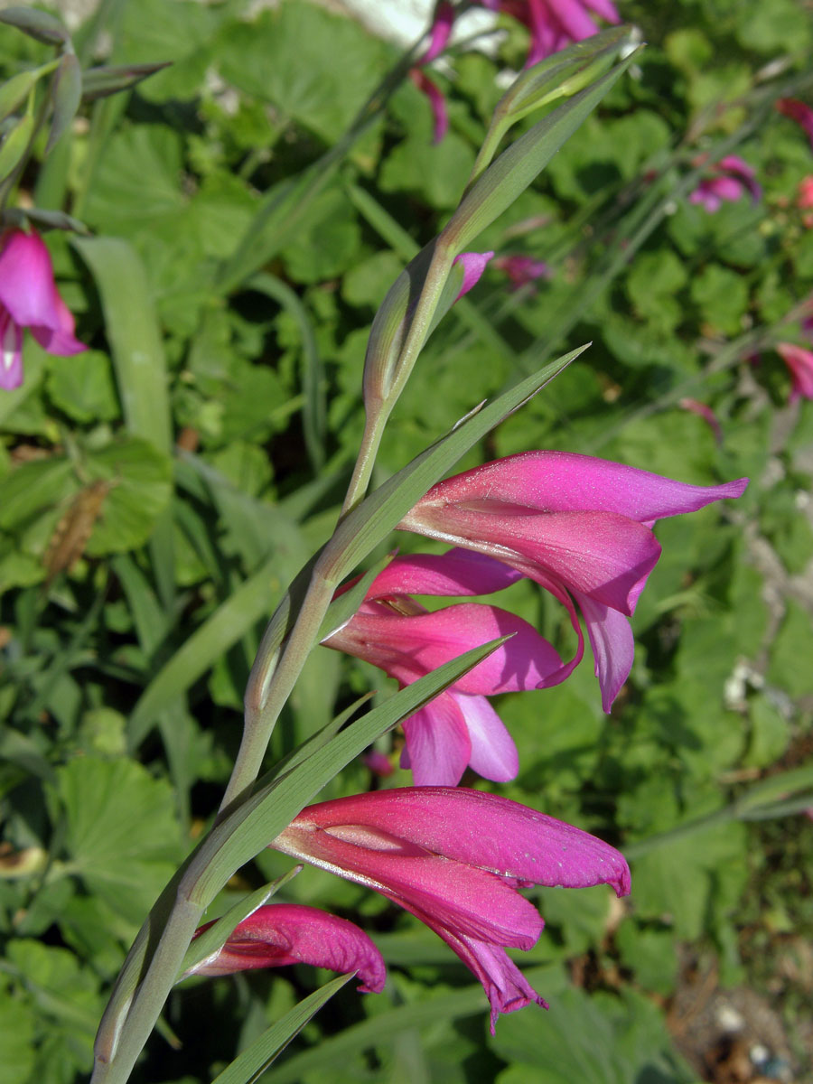 Mečík polní (Gladiolus italicus Mill.)