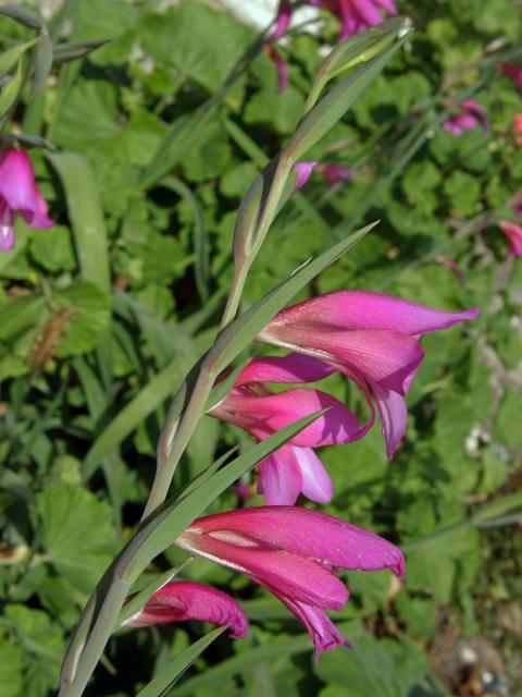 Mečík polní (Gladiolus italicus Mill.)