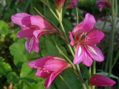 Mečík polní (Gladiolus italicus Mill.)