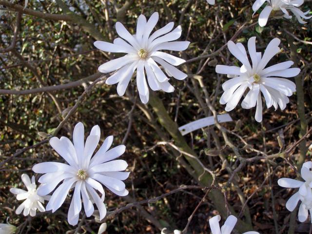 Šácholan hvězdovitý ( Magnolia stellata[/i] (Sieb. Et Zucc.) Maxim.)