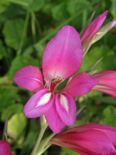 Mečík polní (Gladiolus italicus Mill.)