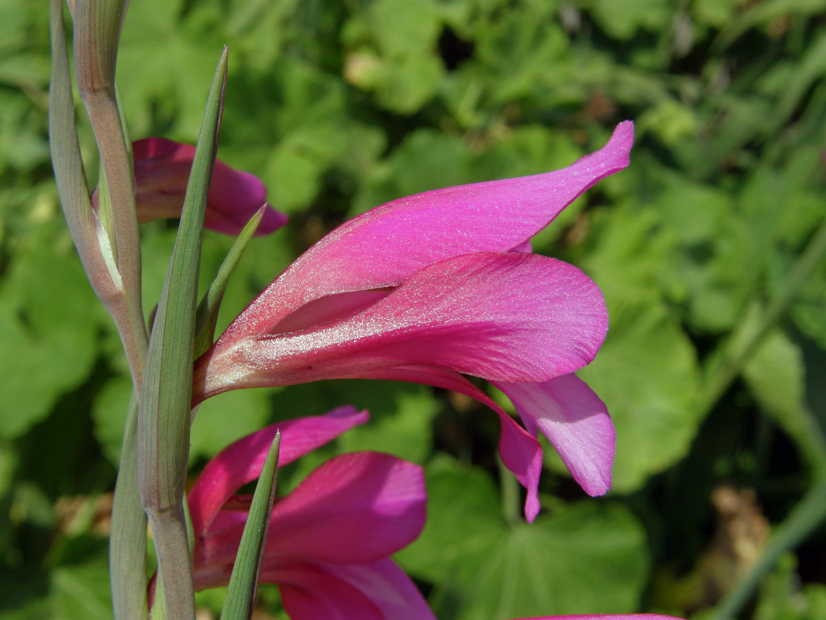 Mečík polní (Gladiolus italicus Mill.)