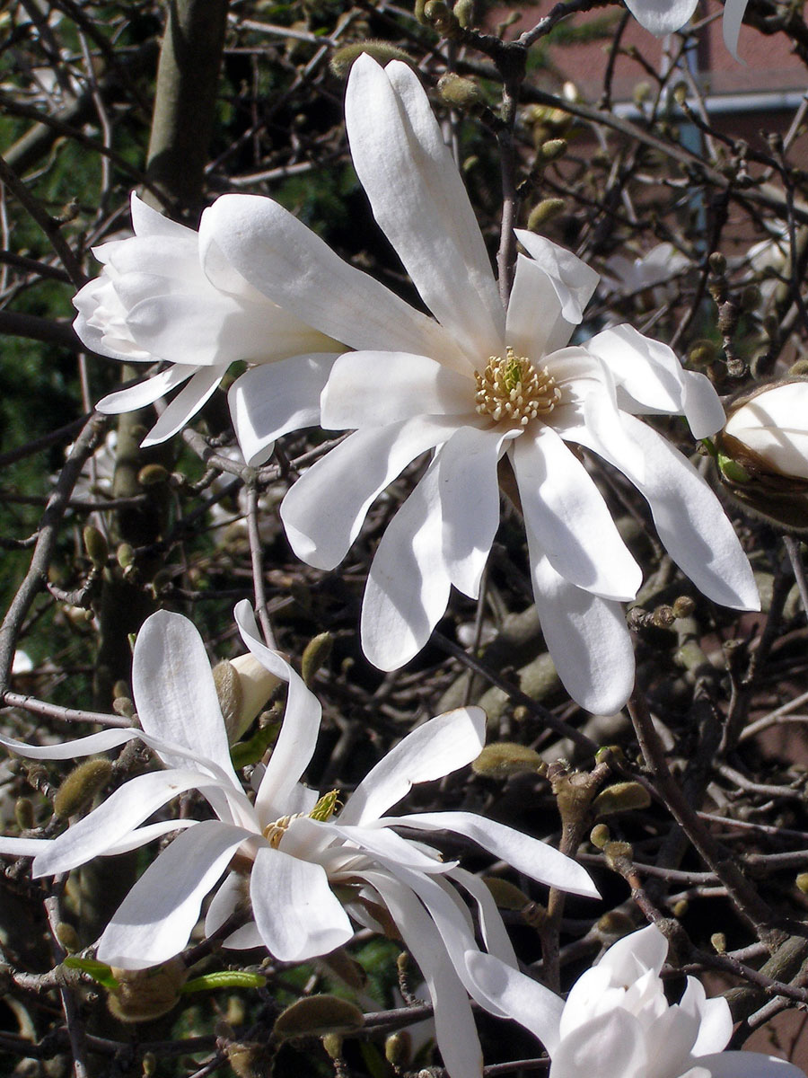 Šácholan hvězdovitý ( Magnolia stellata[/i] (Sieb. Et Zucc.) Maxim.)