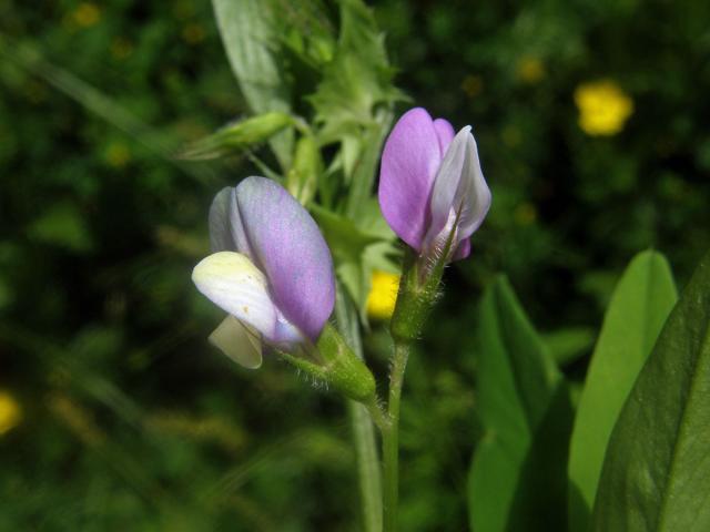 Vikev maloasijská (Vicia bithynica (L.) L.)