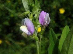 Vikev maloasijská (Vicia bithynica (L.) L.)   