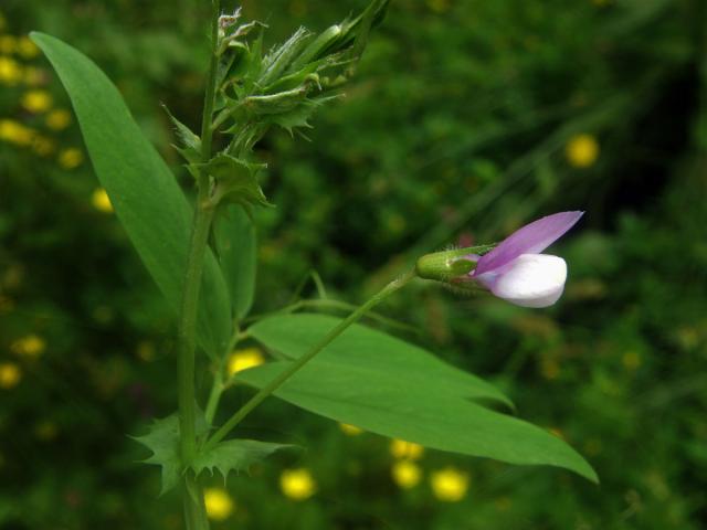 Vikev maloasijská (Vicia bithynica (L.) L.)