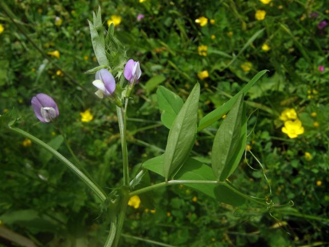 Vikev maloasijská (Vicia bithynica (L.) L.)