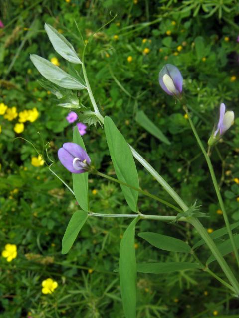 Vikev maloasijská (Vicia bithynica (L.) L.)