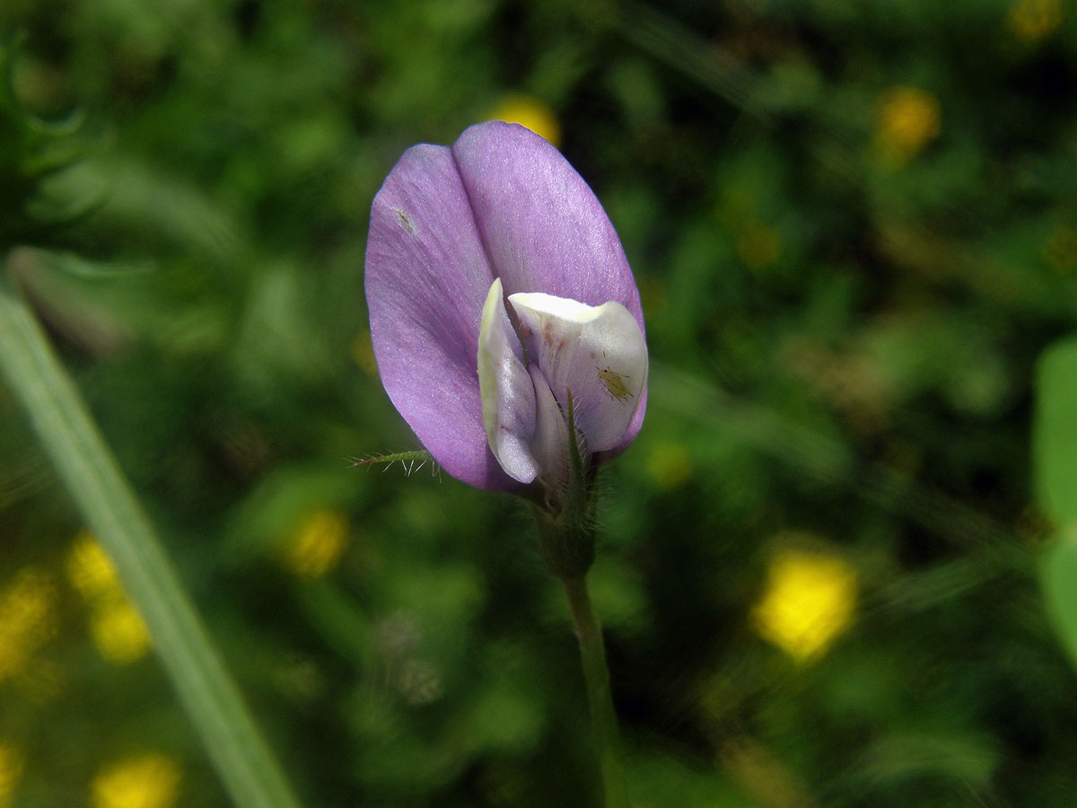 Vikev maloasijská (Vicia bithynica (L.) L.)