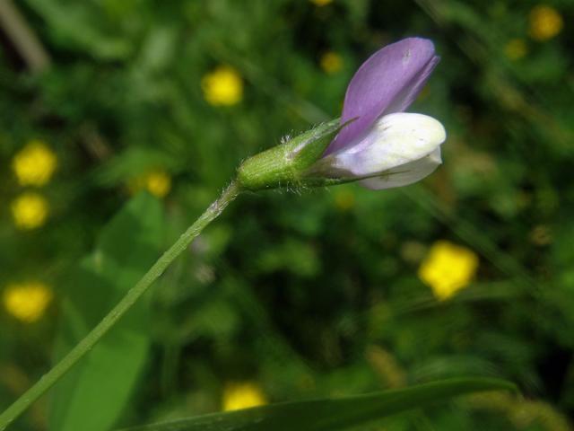 Vikev maloasijská (Vicia bithynica (L.) L.)