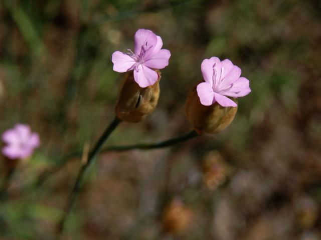 Hvozdíček prorostlý (Petrorhagia prolifera (L.) P. W. Ball et Heywood)