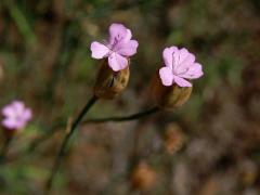 Hvozdíček prorostlý (Petrorhagia prolifera (L.) P. W. Ball et Heywood)   