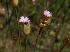 Hvozdíček prorostlý (Petrorhagia prolifera (L.) P. W. Ball et Heywood)