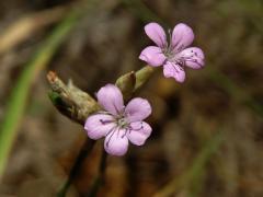 Hvozdíček prorostlý (Petrorhagia prolifera (L.) P. W. Ball et Heywood)