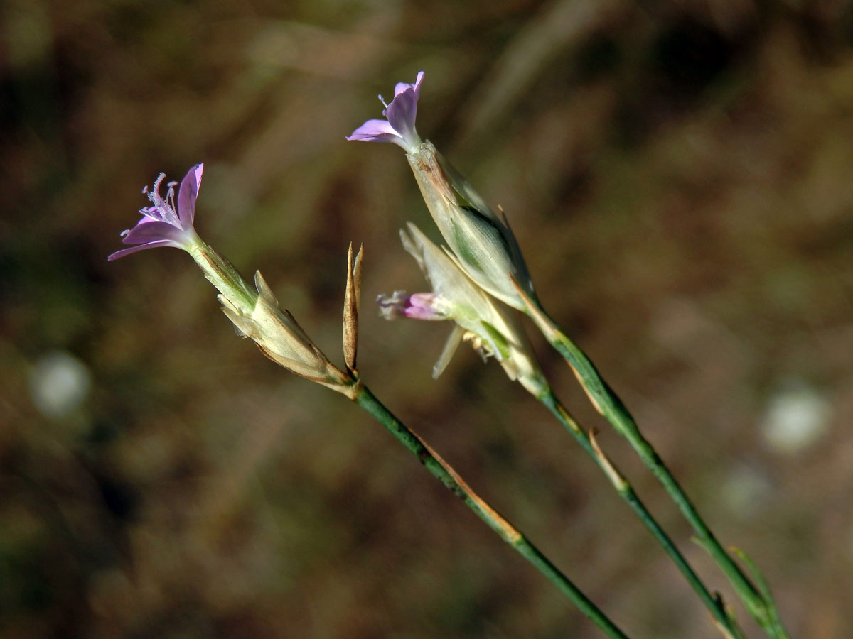 Hvozdíček prorostlý (Petrorhagia prolifera (L.) P. W. Ball et Heywood)