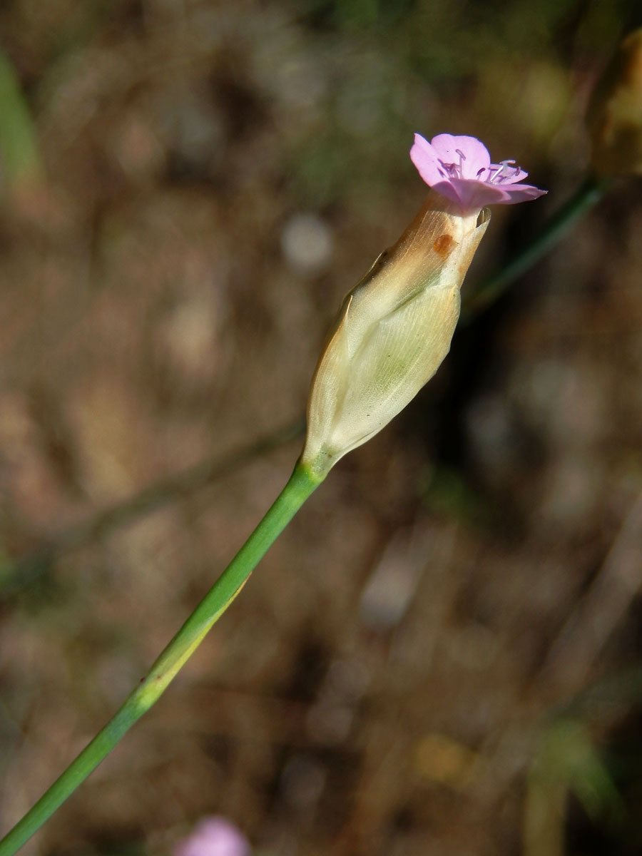 Hvozdíček prorostlý (Petrorhagia prolifera (L.) P. W. Ball et Heywood)