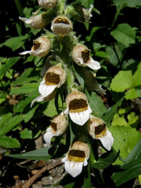 Náprstník vlnatý (Digitalis lanata Ehrh.)