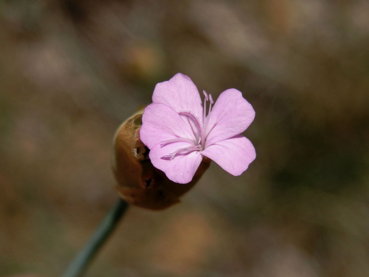 Hvozdíček prorostlý (Petrorhagia prolifera (L.) P. W. Ball et Heywood)