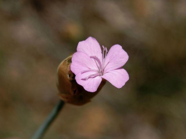 Hvozdíček prorostlý (Petrorhagia prolifera (L.) P. W. Ball et Heywood)