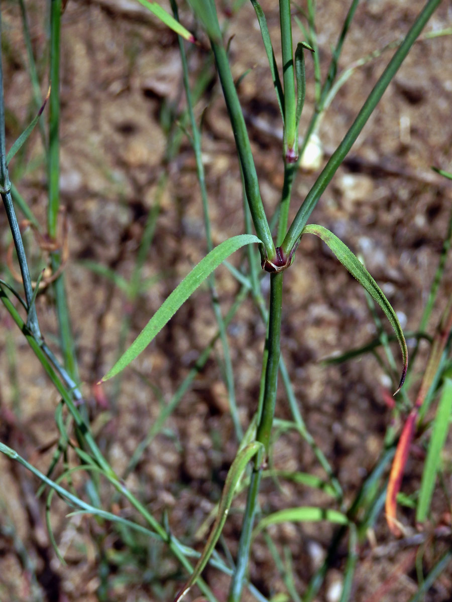 Hvozdíček prorostlý (Petrorhagia prolifera (L.) P. W. Ball et Heywood)