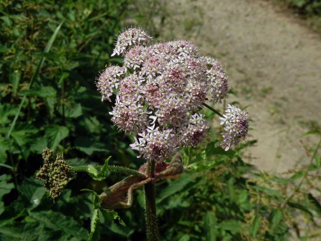 Bolševník obecný (Heracleum sphondylicum L.) (2a)