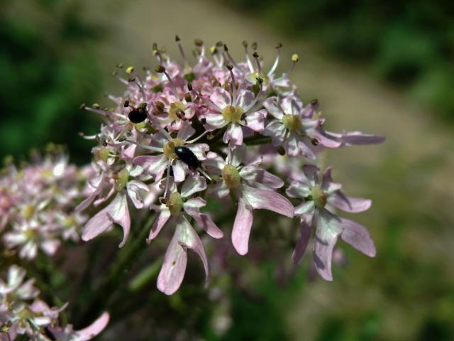 Bolševník obecný (Heracleum sphondylicum L.) (2c)