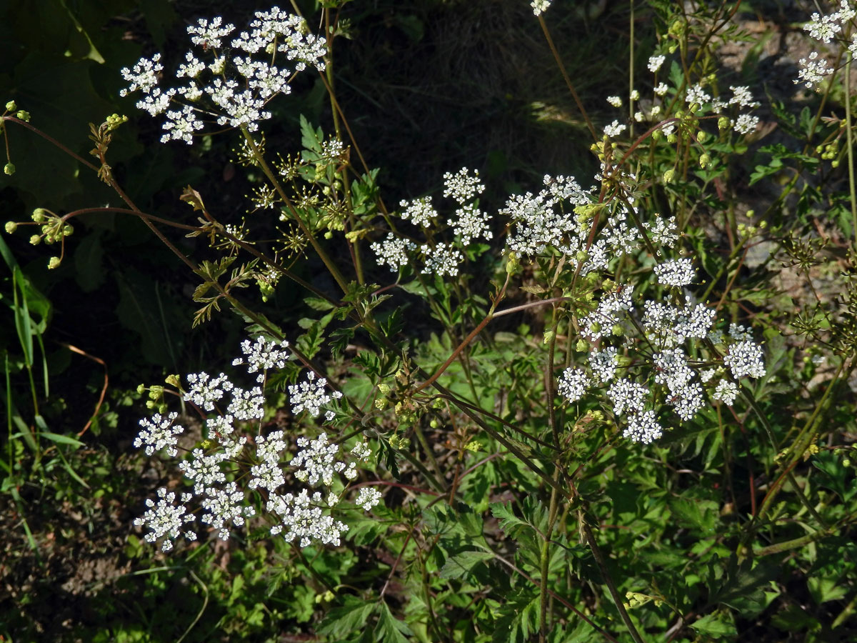 Krabilice mámivá (Chaerophyllum temulum L.)