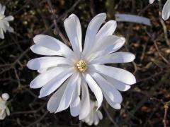 Šácholan hvězdovitý ( Magnolia stellata[/i] (Sieb. Et Zucc.) Maxim.)