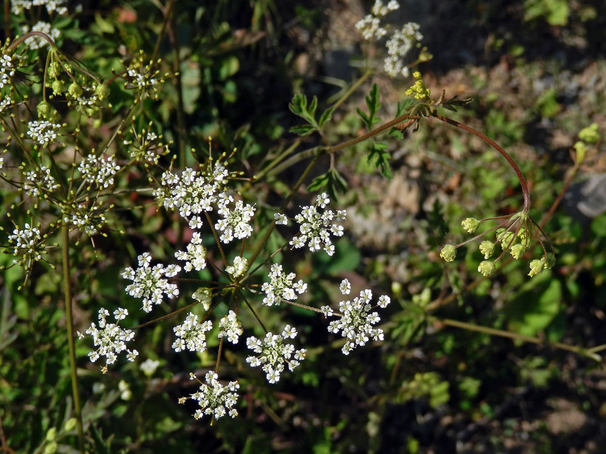 Krabilice mámivá (Chaerophyllum temulum L.)